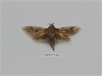 藏品(梟斑蠹蛾)的圖片